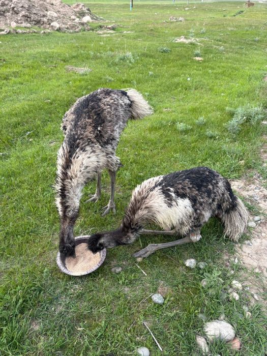 Продам страусов Эмму