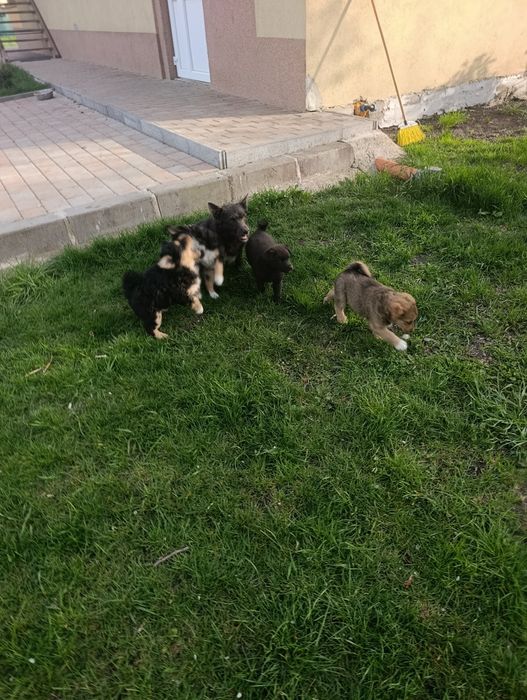 Cățeluși talie mica