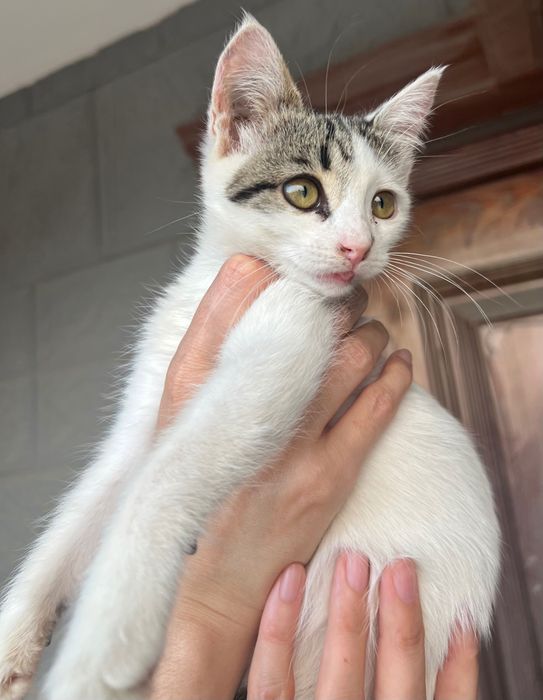 Котенок ищет любящую семью