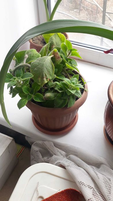 Комнатные цветы разные