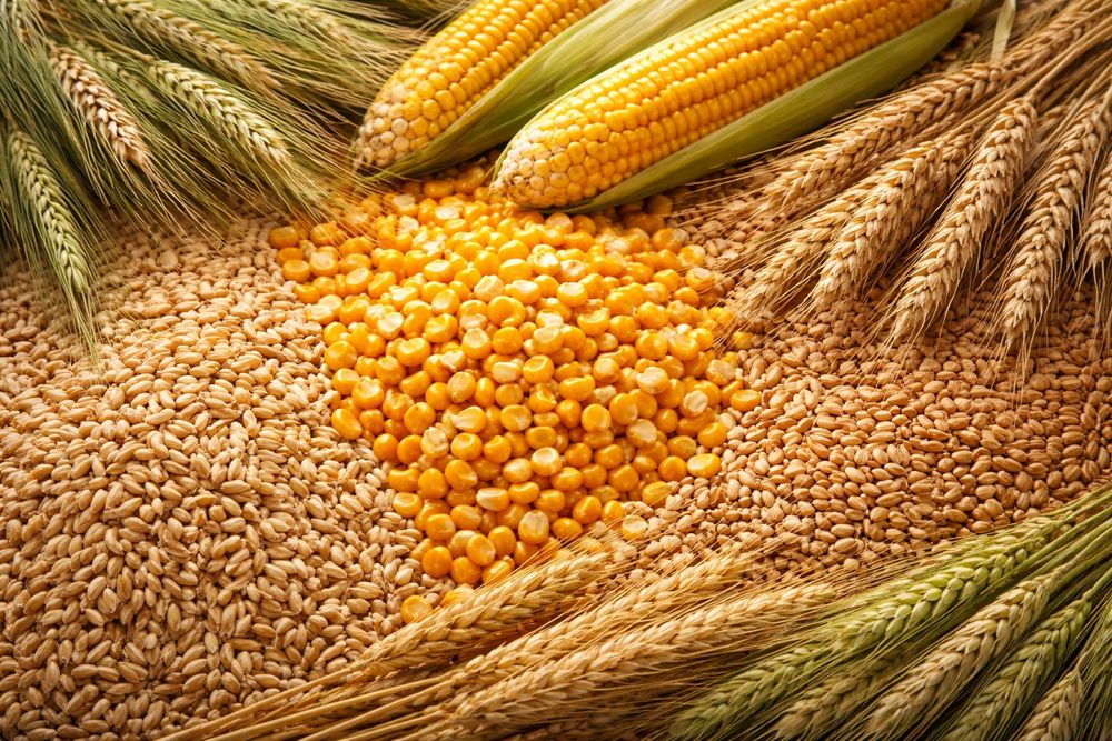 Porumb,orz,orzoiacă