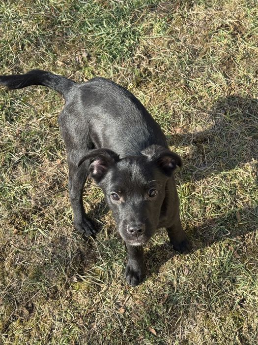 Осинови кученце