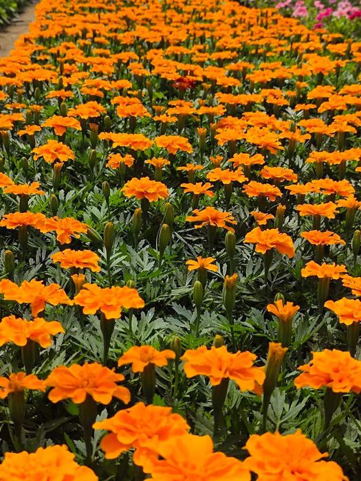 Шамшот - вечнозеленный, Герань (разные цвета), Девичий виноград и т.д.