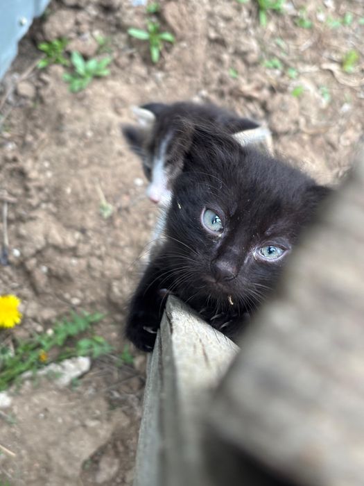 Продам двух котят скоттиш-фолд