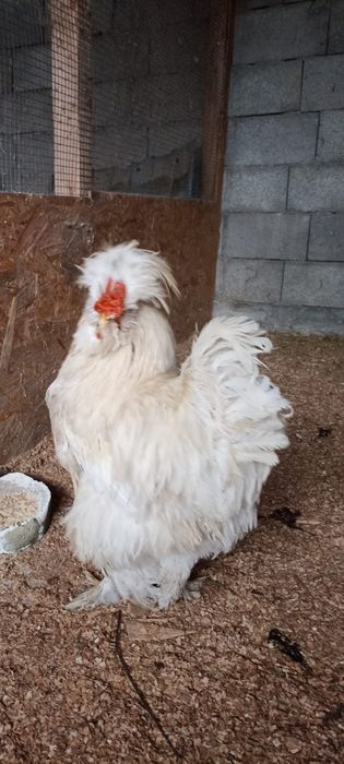 Vând 2 cocoși și 2 puicuțe