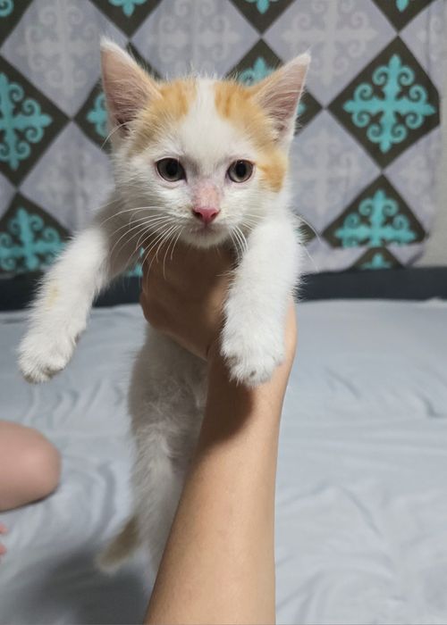 Котята ищут дом!