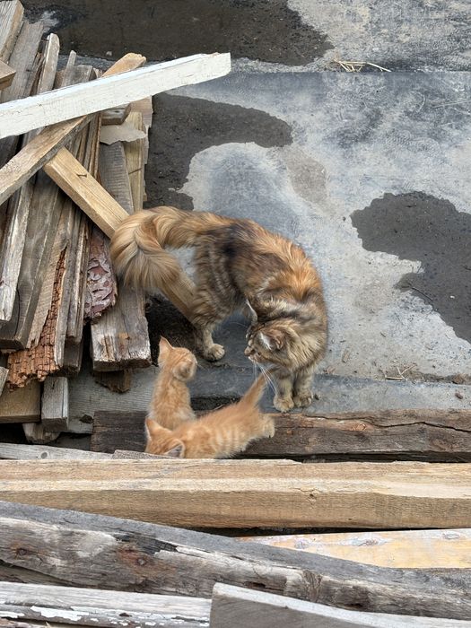 Отдам котят, наполовину Мейн-Куны