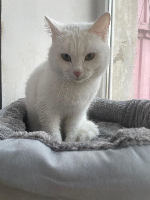 Бесплатно кошечка