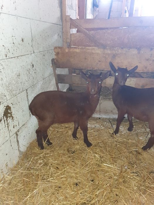 Vand țăpișor murciano