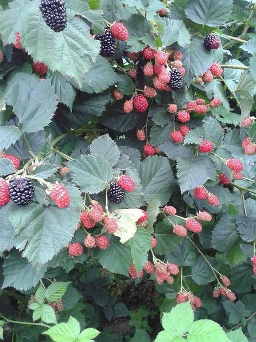 Stoloni CAPSUNI / FRAGI / drajoni ZMEURĂ / butași MURE