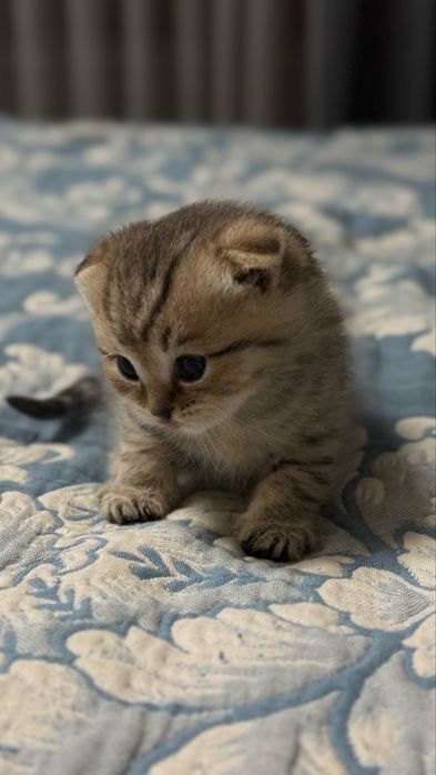 Продаются породистые шотландские котята. 1 месяц. Мальчик и девочка