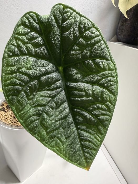 Алоказии разные