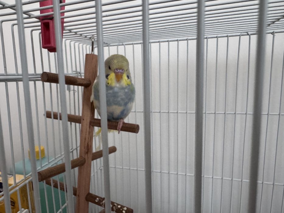 Perus 8 luni de vanzare