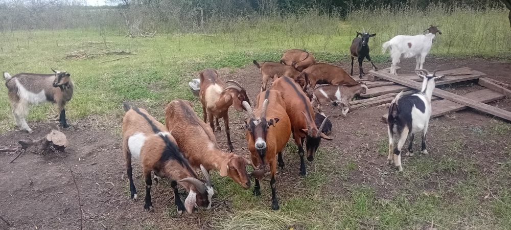 Vand capre  alpin francez și două anglo nubian, doi  țapi anglo nubian