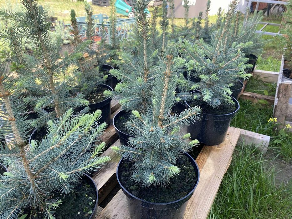 Саженцы сеянцы ель голубая ёлка сосна кедр берёза липа дуб