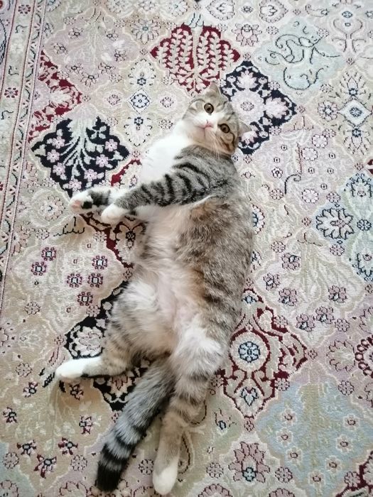 Отдам кота в добрые руки