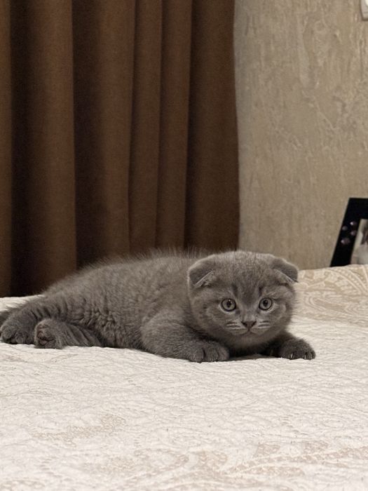 Продаётся котёнок шотландской вислоухой породы (мальчик)