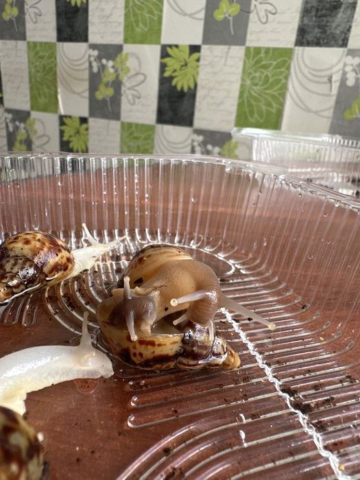 Продам улитят Ахатин