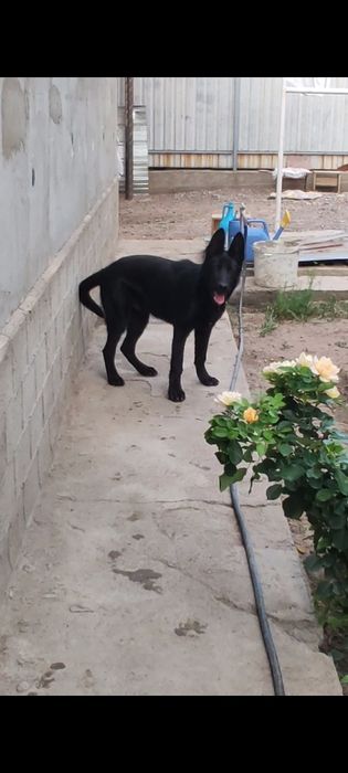 Вязка ВЕО кобель