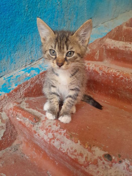 Mushuk (pishik) bollari