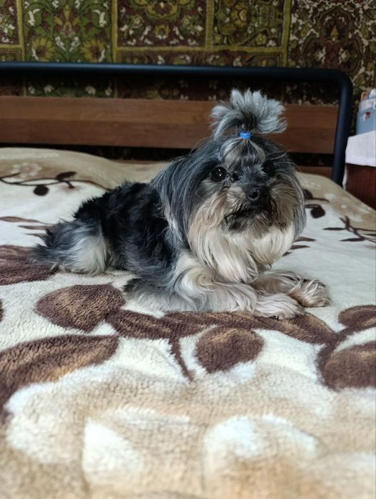 Породистый йоркширский терьер