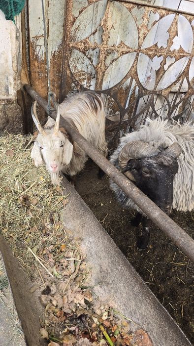 Qo'lar sotiladi.lllllll