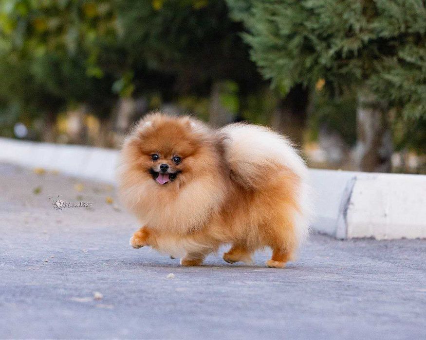 Вязка  Померанский Шпиц