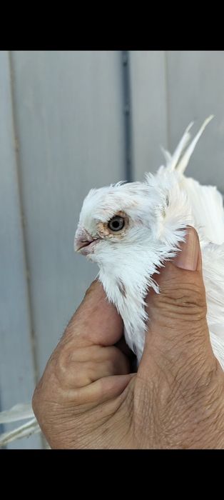 Продаётся голубь