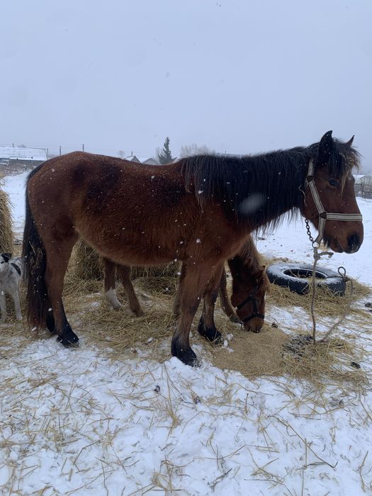Продам кобылу 7 летку жеребая