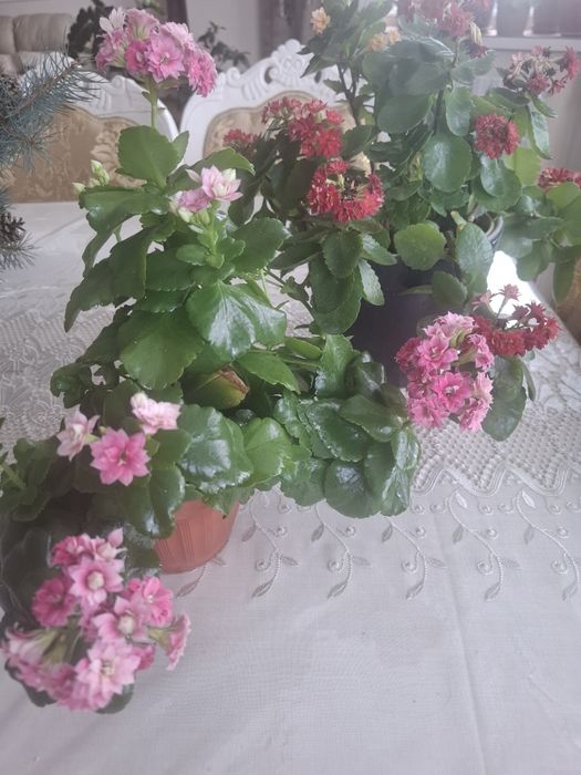 Продаю коланхоэ разных цветов