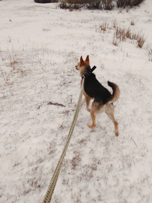 Восточно европейская овчарка кабель