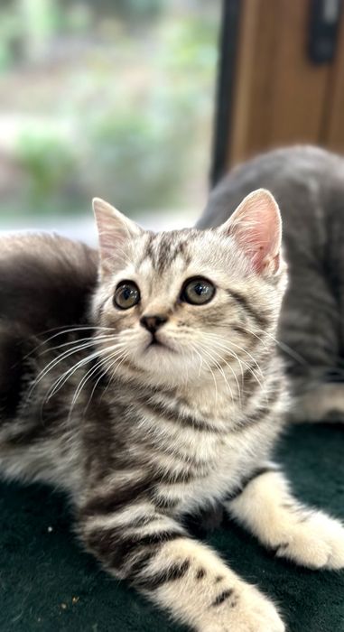 Бритаская порода