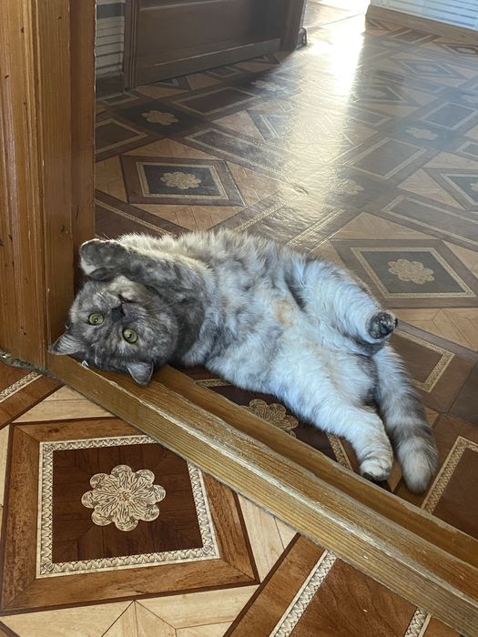 Кошечка в добрые заботливые руки