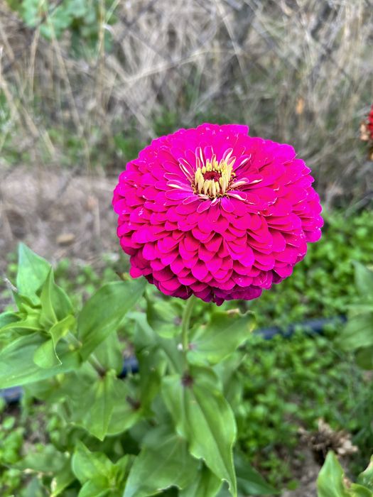 Семена- градинска китайска роза и цинии.