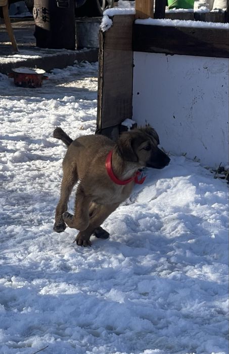 Продам тазы(девочка микс)