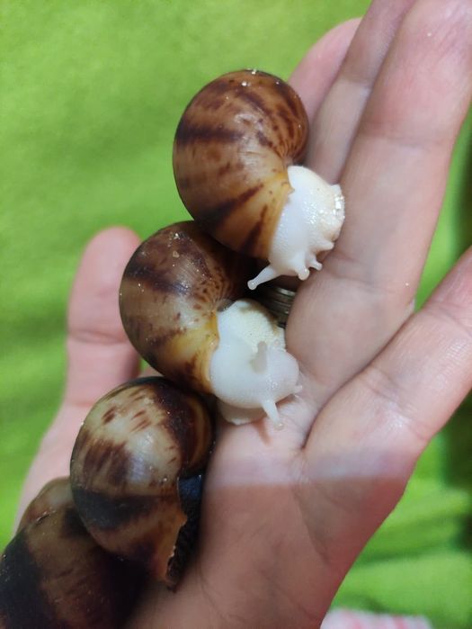 Улитки. Архахатина овум.