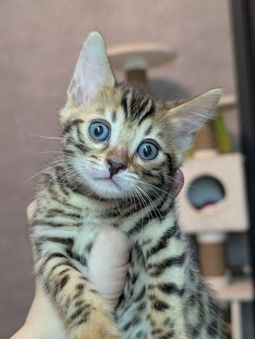 Бенгальские котята