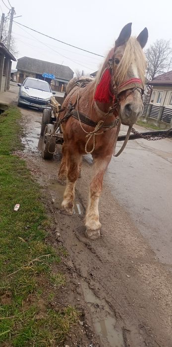 Vând cal 8 ani castrat