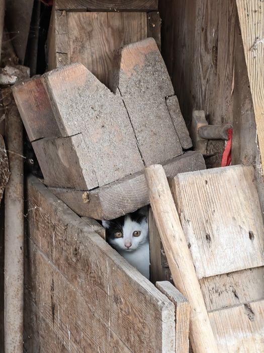 Pisicuțe spre adopție