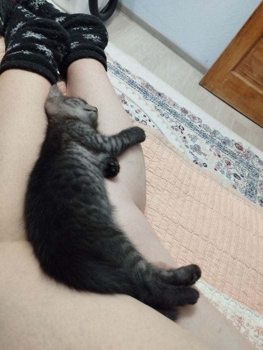 Отдам в добрые руки