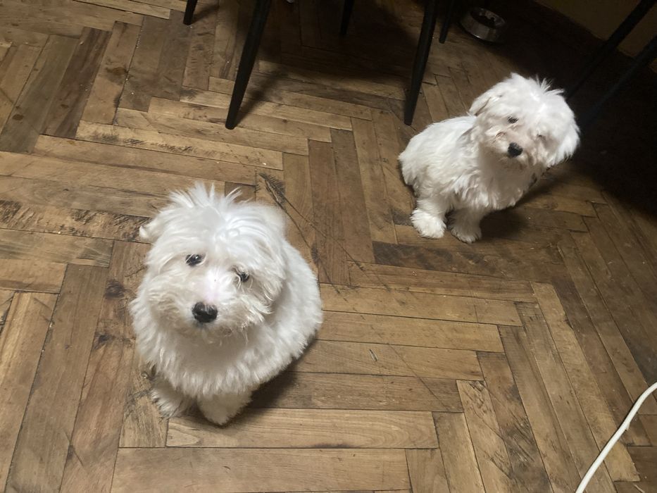 Pui de bichoni dragalasi.