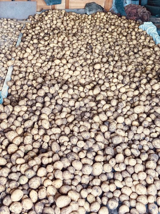 Продам Дачна картошка!