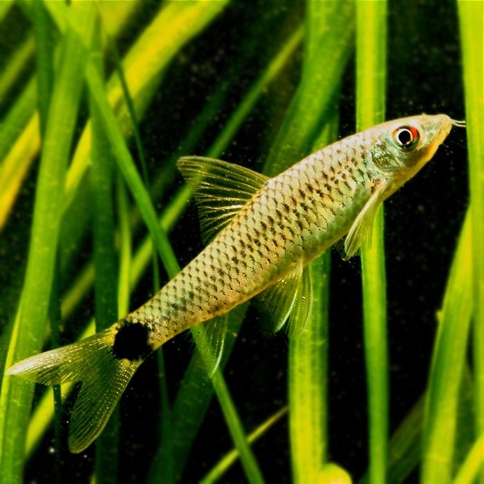 Продам рыбки водорослед селчаты, гуппи дракон,меченос.тернец.