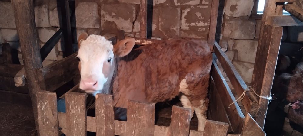 Искусственное осемение