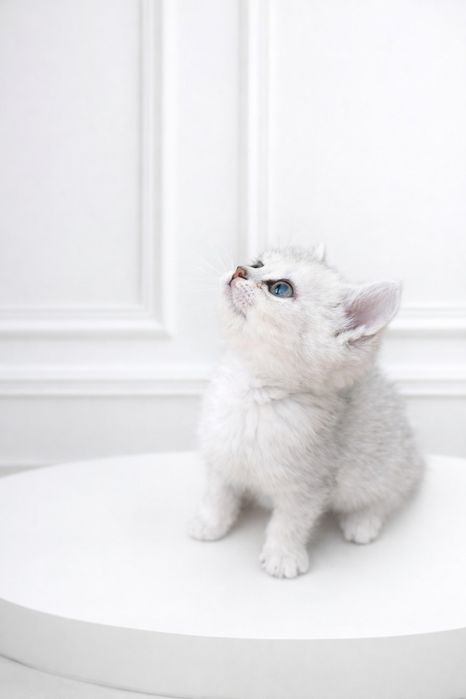 Шиншилки КоТятА Британцы