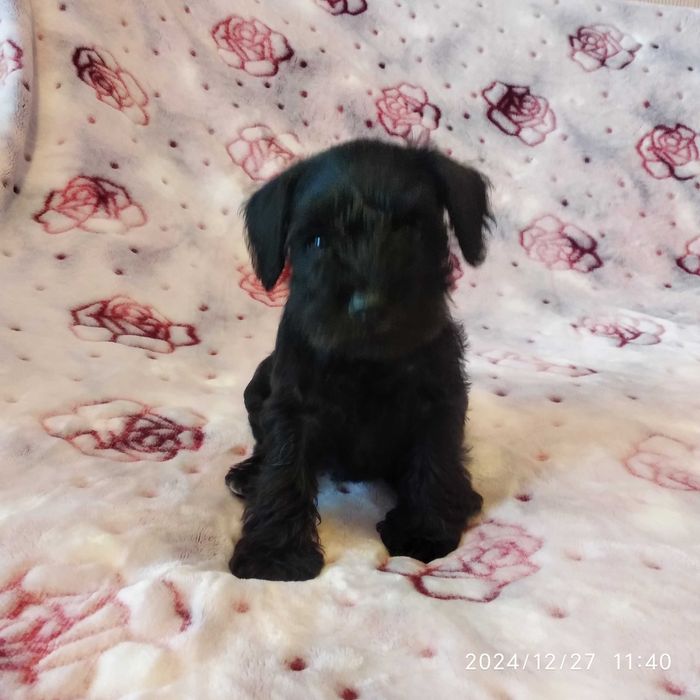 Продаются щенки цвергшнауцера.