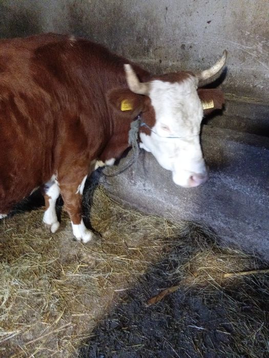 Vând vaca de 4 ani