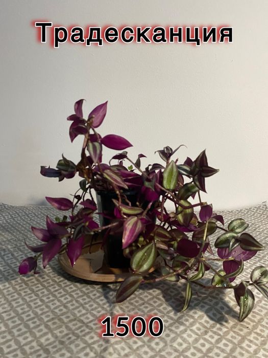 Цветы домашние комнатные