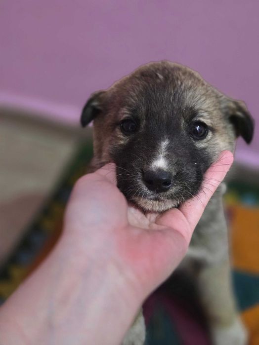 Щенки  девочки добрые руки