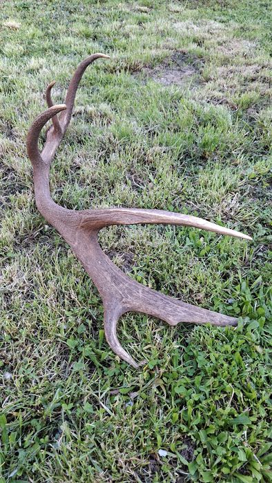 Еленски рог единичен 90см